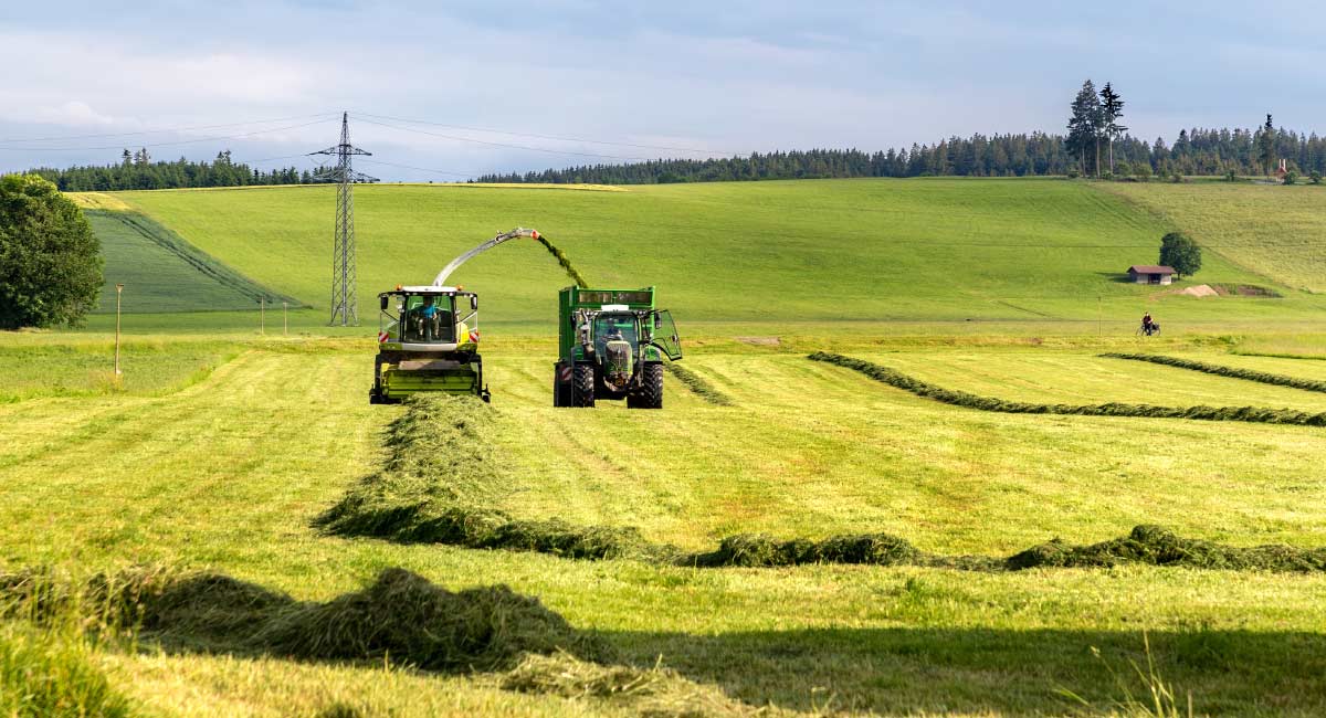 Silage: What is it and how do you make it?
